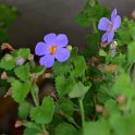 Bacopa diffusa 'bleu'